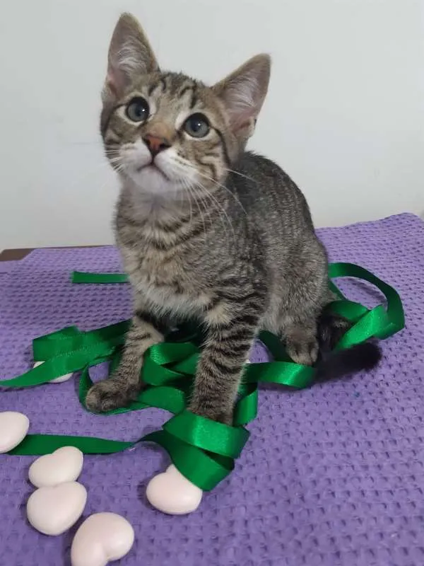 Gato ra a SRD idade 2 a 6 meses nome Cairo
