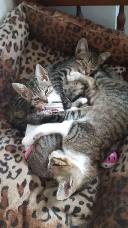 Gato ra a SRD idade 2 a 6 meses nome Cairo