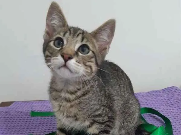 Gato ra a SRD idade 2 a 6 meses nome Cairo