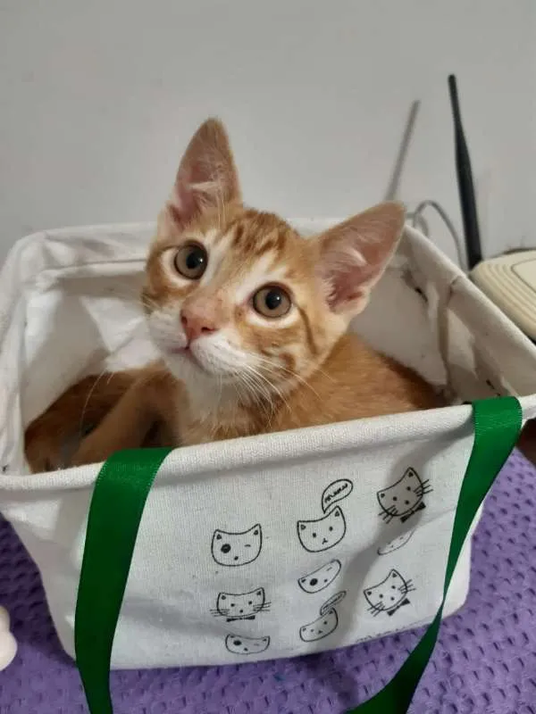 Gato ra a SRD idade 2 a 6 meses nome Cancun