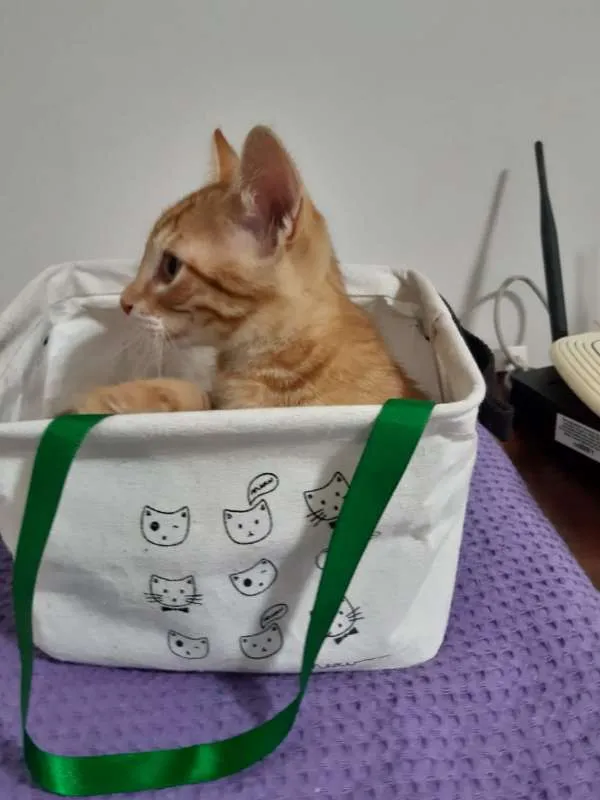 Gato ra a SRD idade 2 a 6 meses nome Cancun