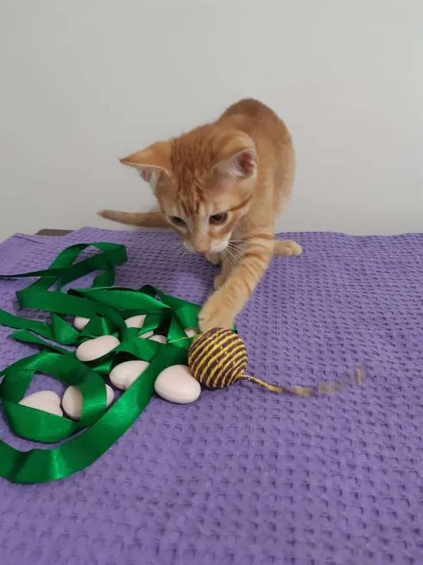 Gato ra a SRD idade 2 a 6 meses nome Cancun
