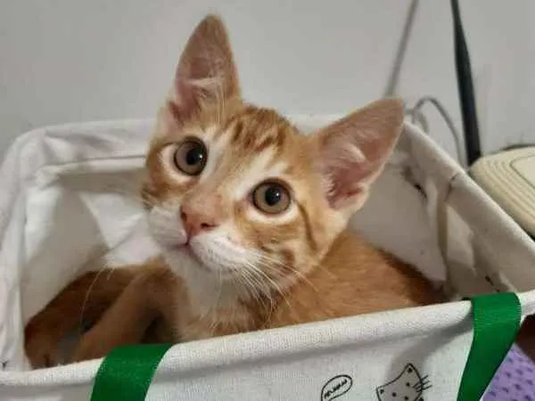 Gato ra a SRD idade 2 a 6 meses nome Cancun