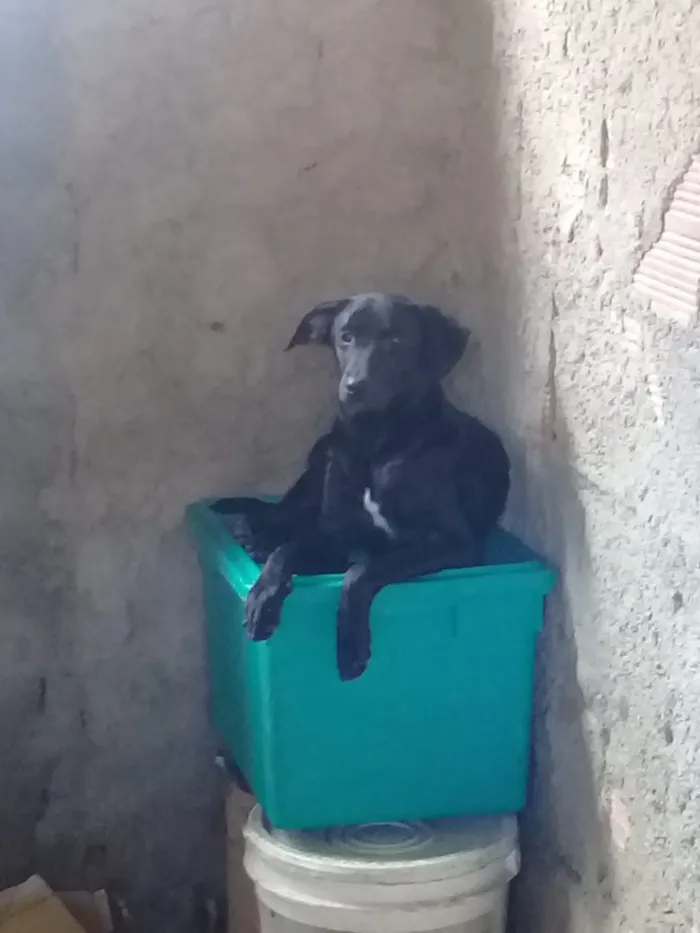 Cachorro ra a SRD idade 2 a 6 meses nome Sem nome