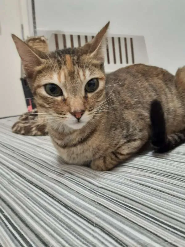 Gato ra a SRD idade 1 ano nome Viena