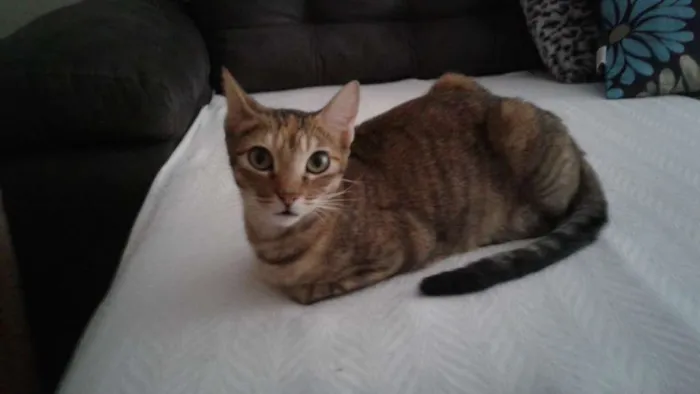 Gato ra a SRD idade 1 ano nome Viena