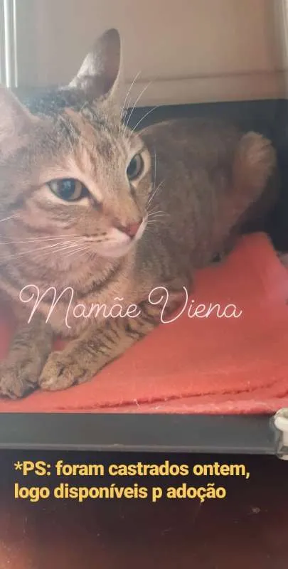 Gato ra a SRD idade 1 ano nome Viena
