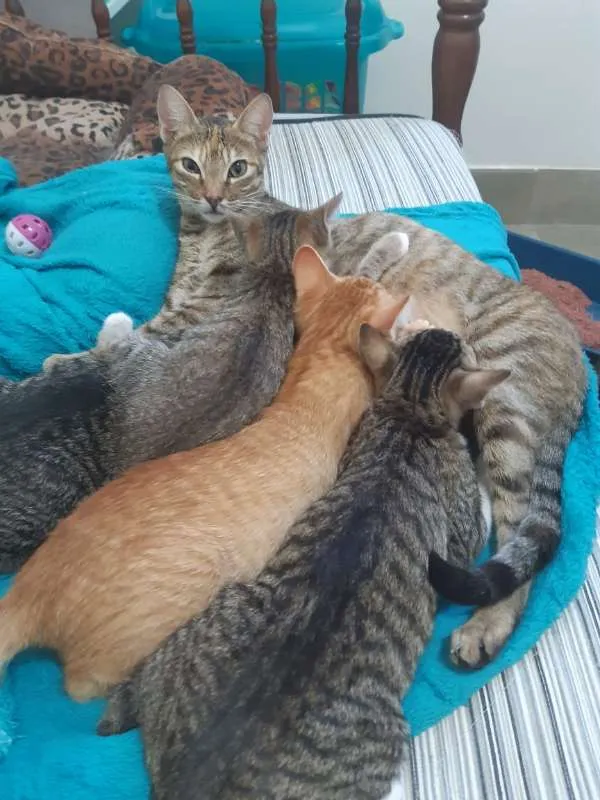 Gato ra a SRD idade 1 ano nome Viena