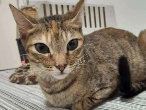 Gato ra a SRD idade 1 ano nome Viena