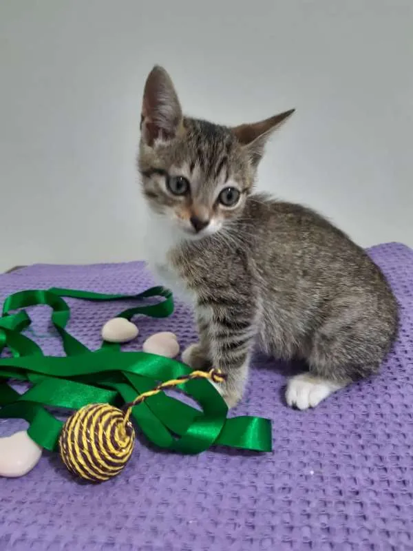 Gato ra a SRD idade 2 a 6 meses nome Déli