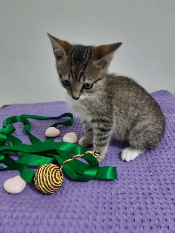 Gato ra a SRD idade 2 a 6 meses nome Déli
