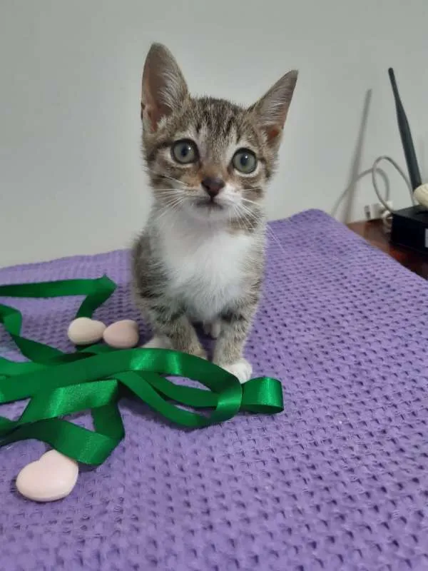 Gato ra a SRD idade 2 a 6 meses nome Déli