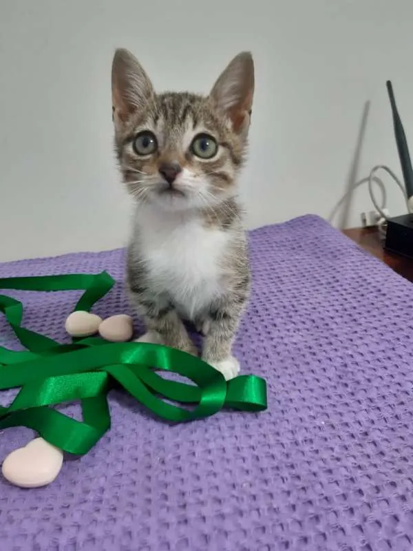 Gato ra a SRD idade 2 a 6 meses nome Déli