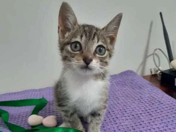 Gato ra a SRD idade 2 a 6 meses nome Déli
