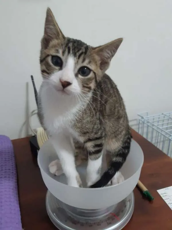 Gato ra a SRD idade 2 a 6 meses nome Dubai