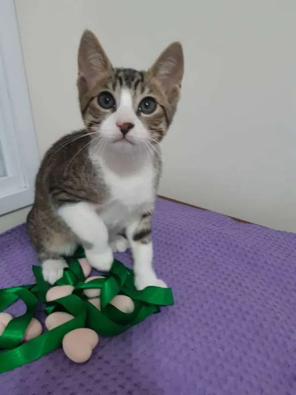 Gato ra a SRD idade 2 a 6 meses nome Dubai