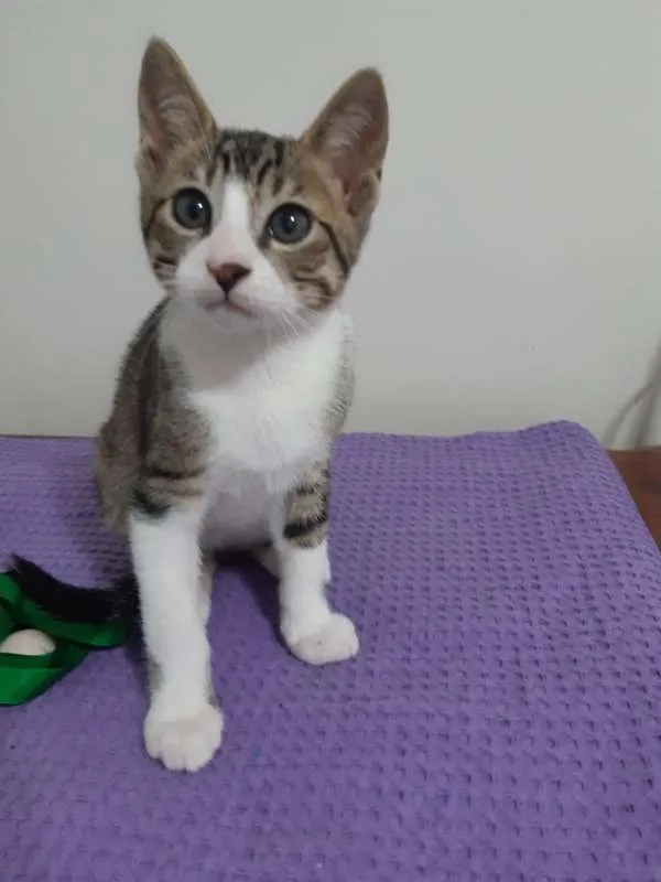 Gato ra a SRD idade 2 a 6 meses nome Dubai