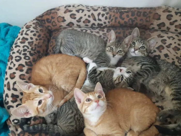 Gato ra a SRD idade 2 a 6 meses nome Dubai