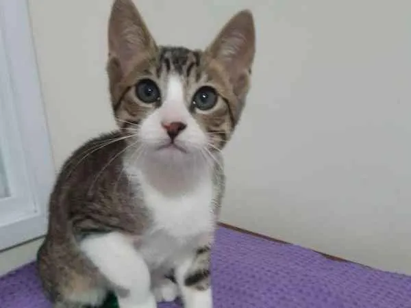 Gato ra a SRD idade 2 a 6 meses nome Dubai