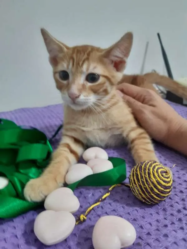 Gato ra a SRD idade 2 a 6 meses nome Orlando