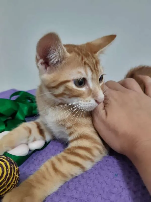 Gato ra a SRD idade 2 a 6 meses nome Orlando