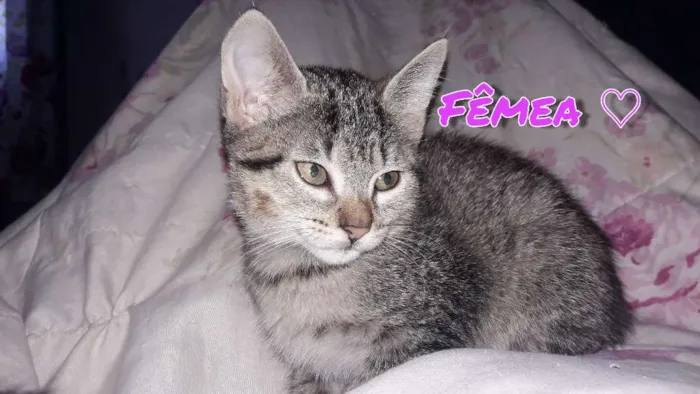 Gato ra a Vira lata  idade 2 a 6 meses nome Nami e Mel