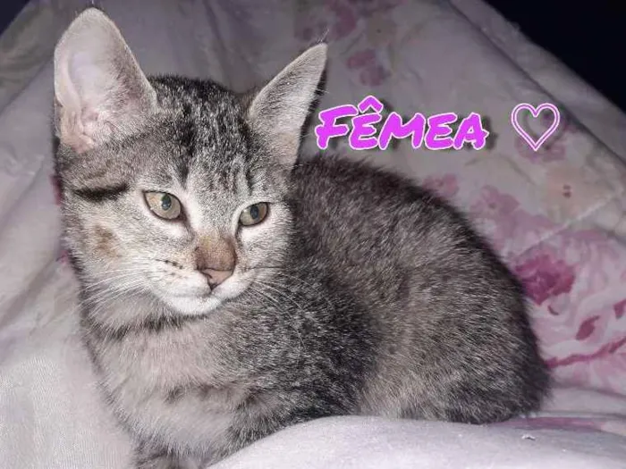 Gato ra a Vira lata  idade 2 a 6 meses nome Nami e Mel
