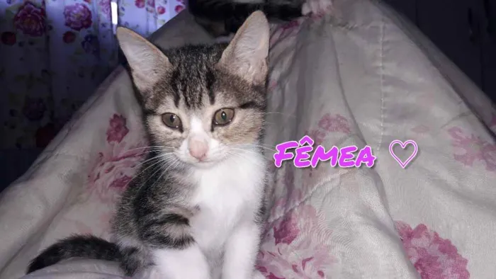 Gato ra a Vira lata  idade 2 a 6 meses nome Nami e Mel