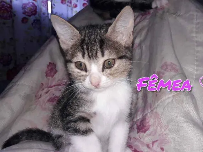 Gato ra a Vira lata  idade 2 a 6 meses nome Nami e Mel