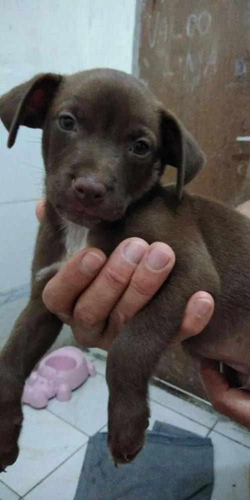 Cachorro raça Vira lata idade 2 a 6 meses nome Nino