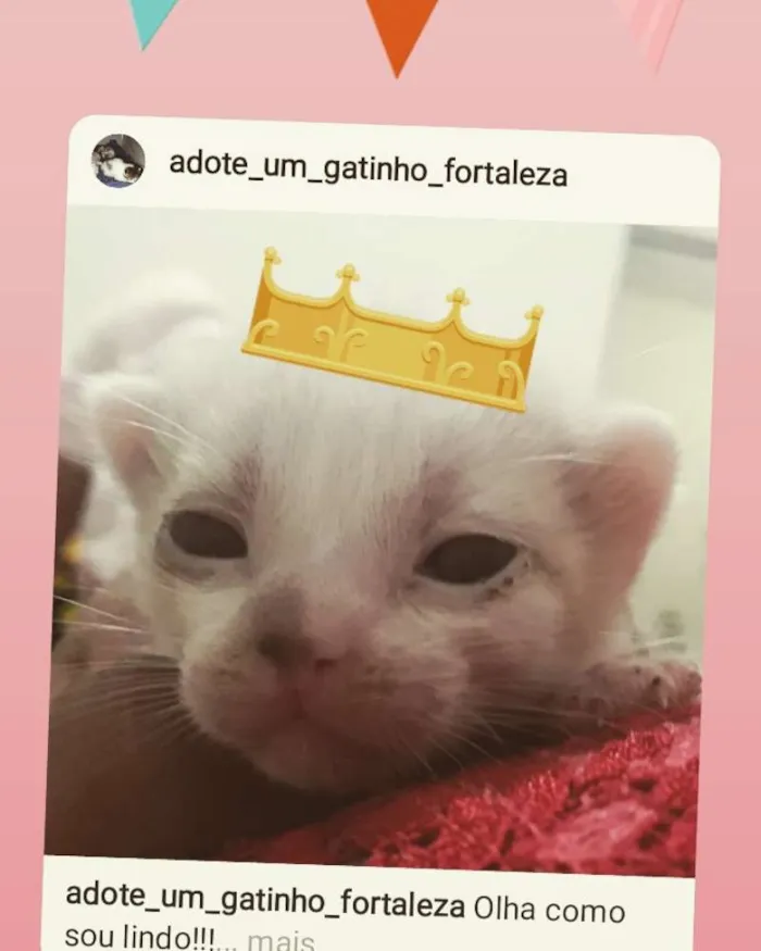 Gato ra a SRD idade Abaixo de 2 meses nome Jenny