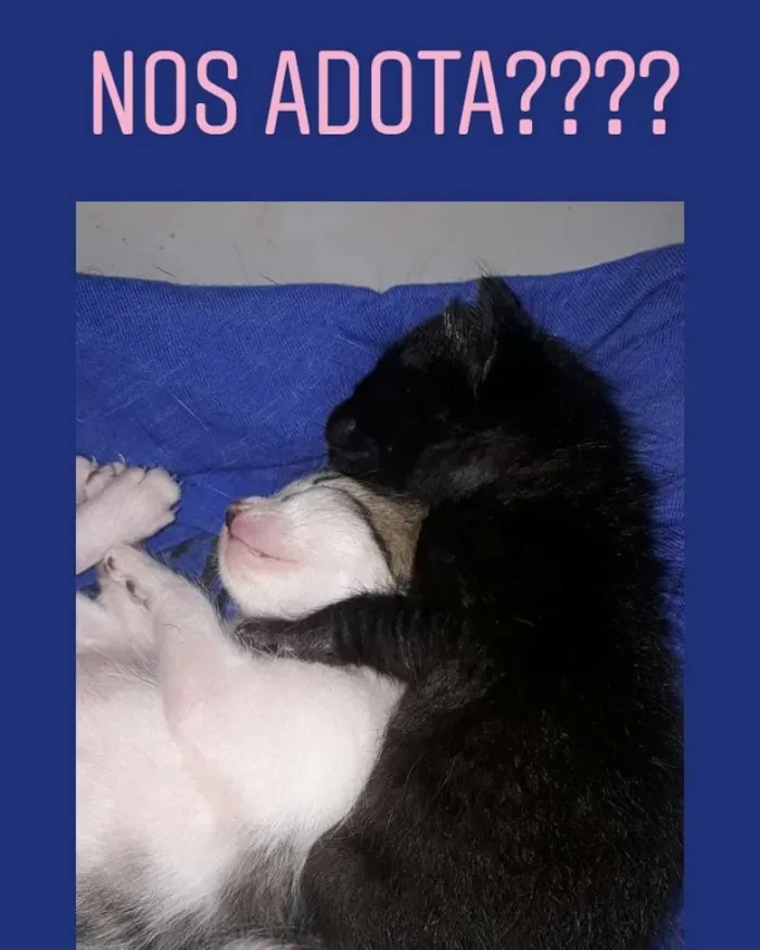 Gato ra a SRD idade Abaixo de 2 meses nome Jenny