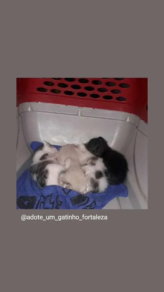 Gato ra a SRD idade Abaixo de 2 meses nome Jenny