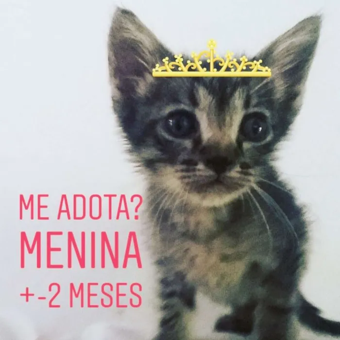 Gato ra a SRD idade Abaixo de 2 meses nome Jenny