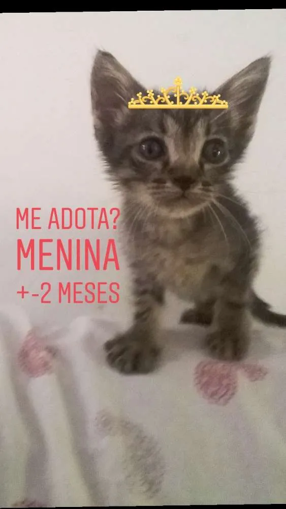 Gato ra a SRD idade Abaixo de 2 meses nome Jenny
