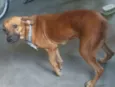 Xena