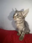 Pequenos