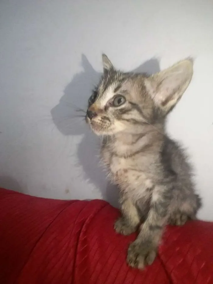 Gato ra a SRD idade  nome Pequenos