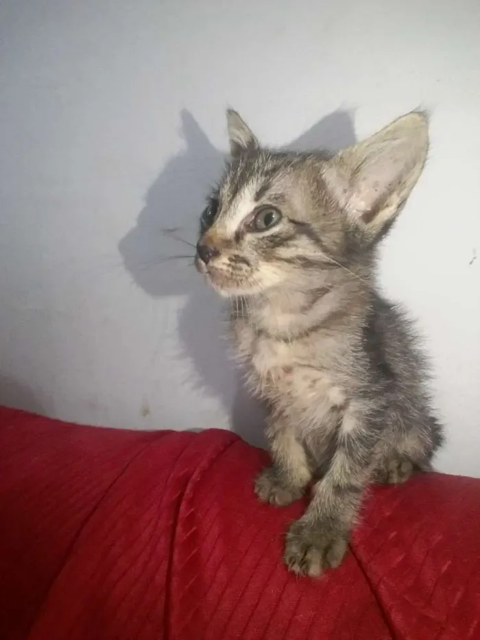 Gato ra a SRD idade  nome Pequenos