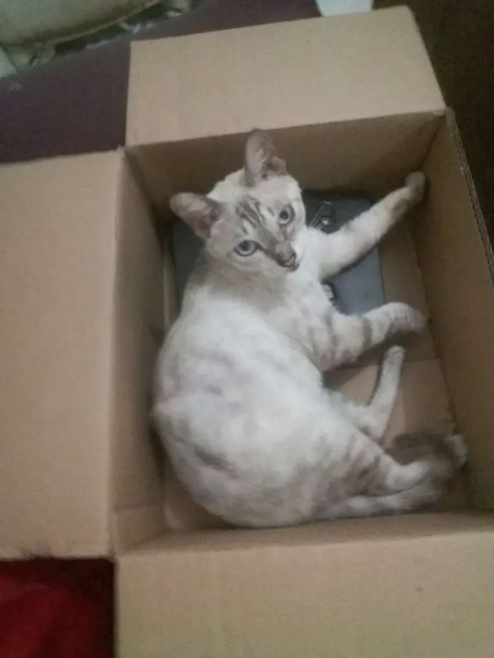 Gato ra a Srd idade 1 ano nome Siamêsa