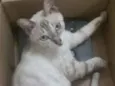 Siamêsa