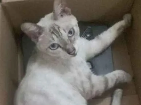 Gato ra a Srd idade 1 ano nome Siamêsa