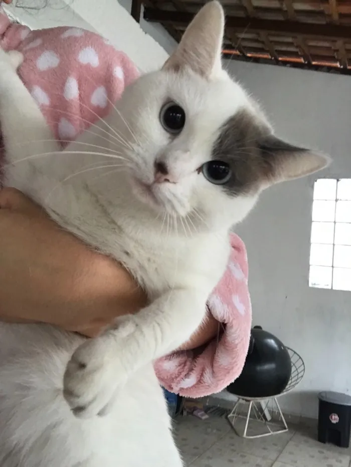 Gato ra a SRD idade 1 ano nome Sem nome 