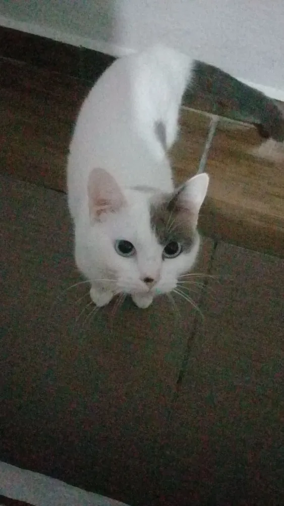 Gato ra a SRD idade 1 ano nome Sem nome 