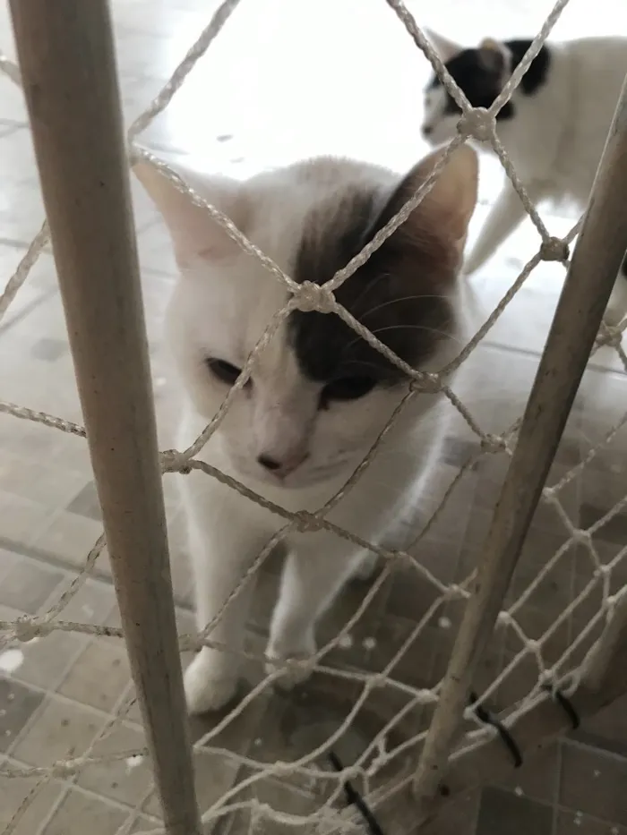 Gato ra a SRD idade 1 ano nome Sem nome 