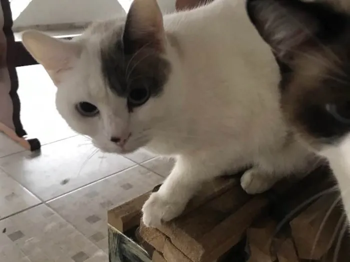 Gato ra a SRD idade 1 ano nome Sem nome 