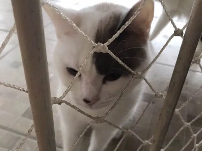 Gato ra a SRD idade 1 ano nome Sem nome 