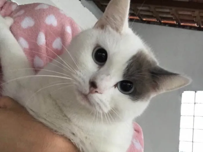 Gato ra a SRD idade 1 ano nome Sem nome 
