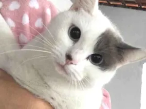 Gato raça SRD idade 1 ano nome Sem nome 