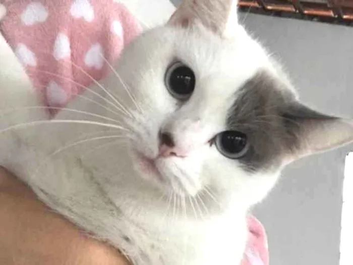 Gato ra a SRD idade 1 ano nome Sem nome 